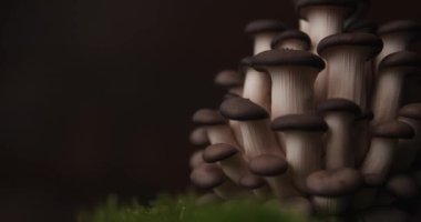 Bahçedeki lezzetli sebzeler sağlıklı beslenmek için gereklidir.