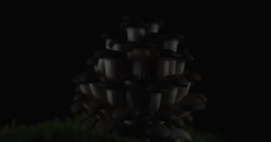 Lezzetli pleurotus mantarları üzerine bir video hazırlıyorum.