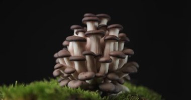 Vejetaryenlerin menüsündeki sağlıklı yemek: Dünya yosunlarının üzerindeki taze pleurotus mantarları.