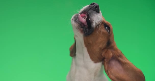 Video Von Süßem Kleinen Beagle Hund Mit Zunge Beim Glaslecken — Stockvideo