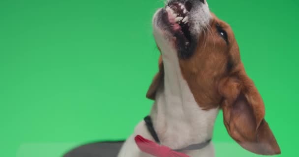 Elegancki Szczeniak Beagle Czerwoną Muszką Jest Dżentelmenem Wystającym Języka Liżącym — Wideo stockowe