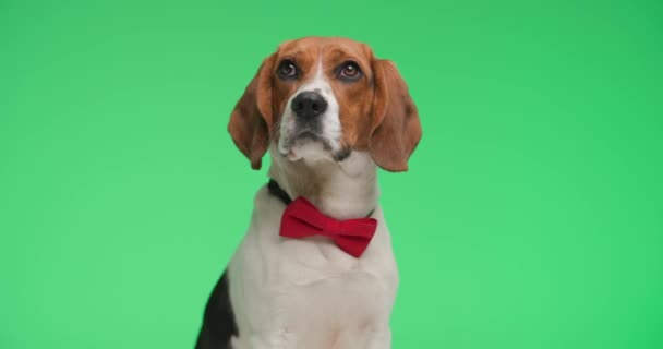 Proyecto Video Curioso Perrito Beagle Vistiendo Pajarita Roja Mirando Hacia — Vídeos de Stock
