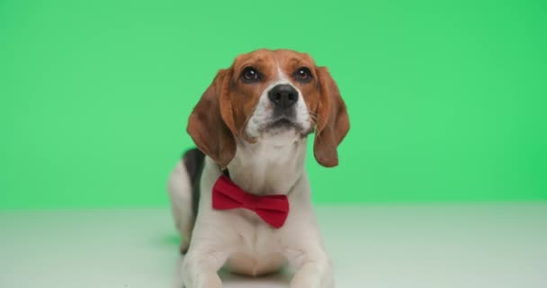 Bedårande Liten Beagle Valp Med Fluga Liggande Och Skällande Tittar — Stockvideo