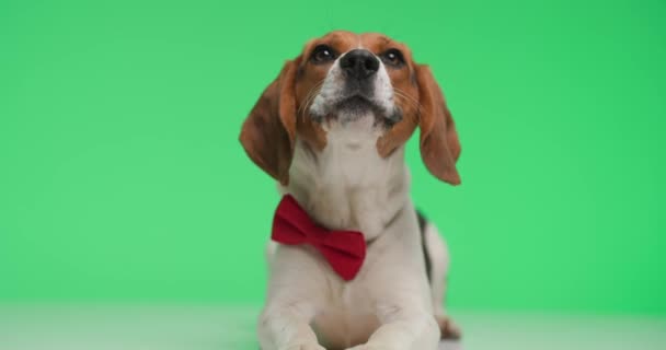 Elegante Perro Beagle Con Pajarita Roja Mirando Hacia Arriba Ladrando — Vídeo de stock