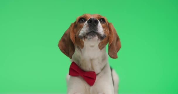 可愛い小さなビーグルの子犬が蝶ネクタイを身に着けていると紳士が上を見て 緑の背景に吠える — ストック動画