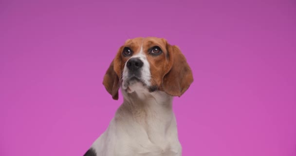 スタジオでピンクの背景の前で熱心で好奇心旺盛な方法で検索素敵な小さな国内のビーグル犬 — ストック動画