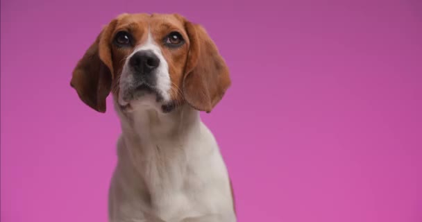 Chętny Mały Pies Beagle Siedzi Przed Różowym Tle Jest Ciekawy — Wideo stockowe