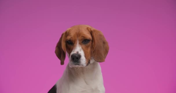 Proyecto Video Lindo Perro Beagle Doméstico Con Grandes Ojos Mirando — Vídeo de stock