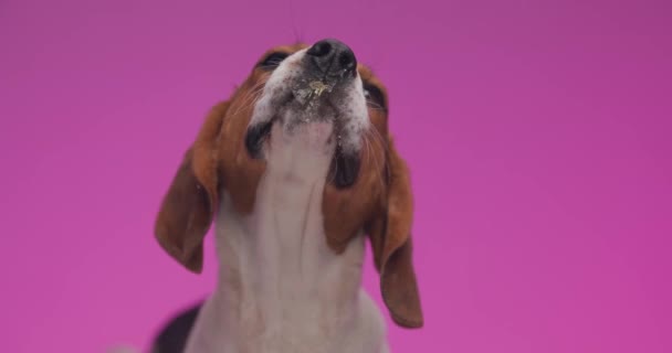 Projeto Vídeo Fome Pouco Cão Beagle Lambendo Vidro Transparente Frente — Vídeo de Stock