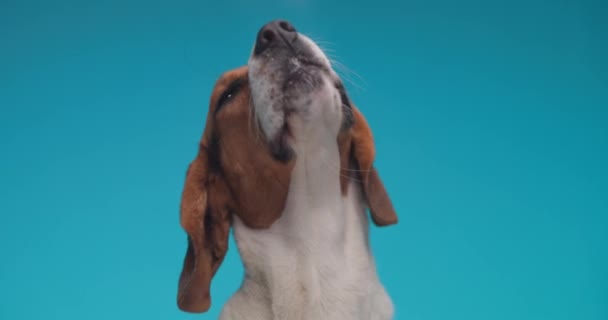 Piękny Beagle Szczeniak Językiem Zewnątrz Lizanie Przezroczyste Pleksi Przed Niebieskim — Wideo stockowe