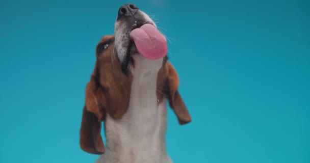 Project Video Van Zoete Kleine Beagle Kijken Omhoog Steken Uit — Stockvideo