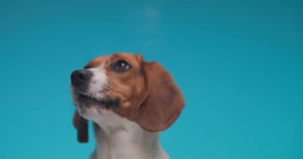 Mooie Beagle Hond Slow Motion Omhoog Kijken Likken Transparante Plexiglas — Stockvideo