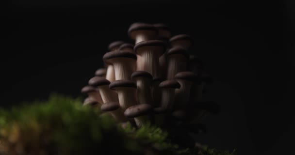 Ingrediente Saudável Fro Sua Salada Saborosos Cogumelos Pleurotus Topo Musgo — Vídeo de Stock