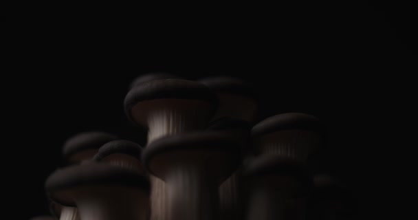 Interessantes Lichtspiel Auf Den Spitzen Einiger Pleurotus Pilze Auf Dunklem — Stockvideo