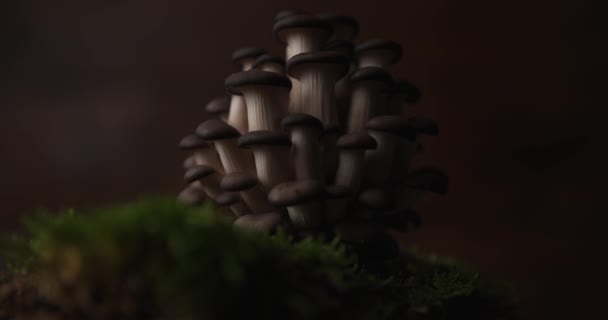 Gezonde Maaltijd Van Pleurotus Champignons Aarde Mos Een Veganistisch Menu — Stockvideo