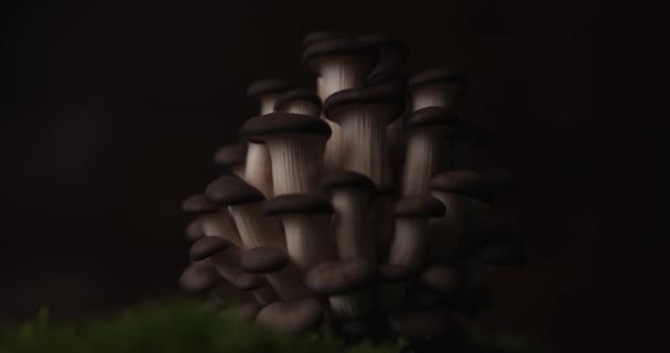 Jogo Interessante Luzes Alguns Cogumelos Pleurotus Cima Musgo Terra — Vídeo de Stock