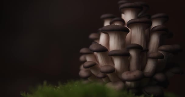 Video Deslizante Algunos Hongos Pleurotus Parte Superior Del Musgo Tierra — Vídeo de stock