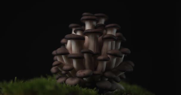 Lichten Die Van Links Naar Rechts Bewegen Vice Versa Pleurotus — Stockvideo