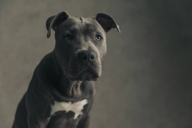close up picture on a beautiful American Staffordshire Terrier dog looking at the camera and sitting against gray wallpaper