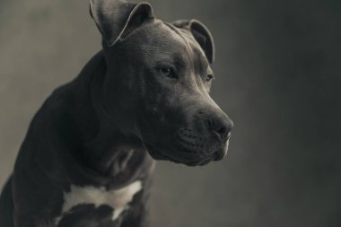 Bir Amerikan Staffordshire Terrier köpeğinin dramatik bir şekilde bakışlarını kapatıyorlar. 