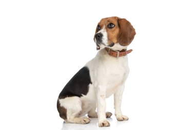 Güzel küçük av köpeği, mütevazı bir bakışla yüzünü çeviriyor ve beyaz arka planda bir tasma takıyor.