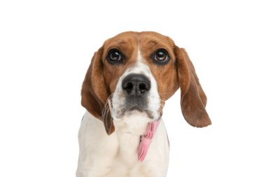 Küçük av köpeği büyük gözleriyle başka tarafa bakıyor, pembe papyon takıyor ve beyaz arka planda oturuyor.
