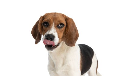 Küçük av köpeği aç hissediyor ve ağzını yalıyor. Lezzetli kemiğini düşünüyor.