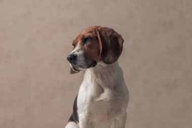 Sevimli tazı köpek yan bakıyor ve dramatik, gri duvar kağıdına karşı oturuyor. 
