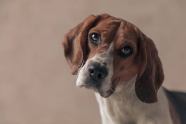 Tatlı av köpeği başını eğiyor ve duvarkağıdına karşı lezzetli bir kemik elde etmek için yavru köpek gözleri yapıyor.