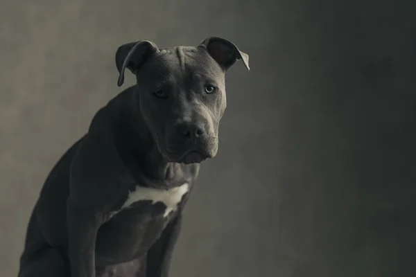 Cute American Staffordshire Terrier Dog Looking Camera Gloomy Look Sitting — ストック写真