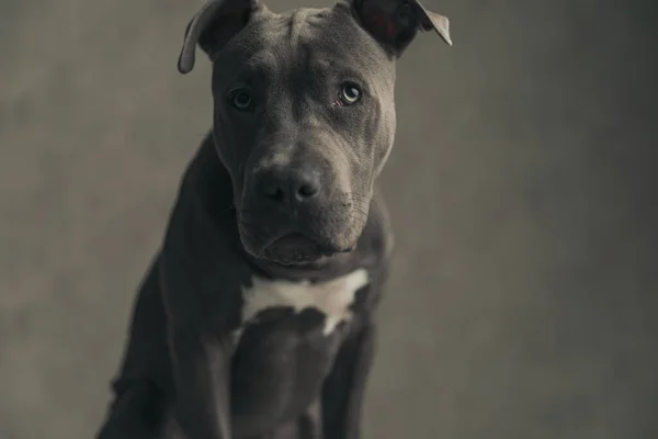 American Staffordshire Terrier Dog Being Humble Looking His Owner Sitting — Stockfoto