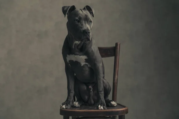 Χαριτωμένο Αμερικανικό Staffordshire Terrier Σκυλί Κοιτάζει Μακριά Και Κάθεται Κατά — Φωτογραφία Αρχείου