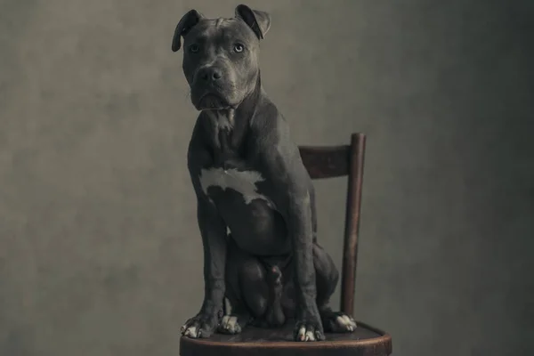 Μικρή Αμερικανική Staffordshire Terrier Σκυλί Αποσπάται Από Κάποιον Και Κάθεται — Φωτογραφία Αρχείου