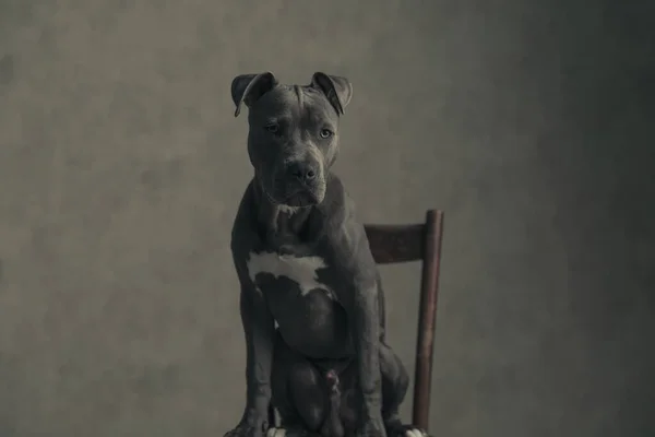Όμορφη Αμερικανική Staffordshire Terrier Σκυλί Παίρνει Μια Φωτογραφία Μόδας Και — Φωτογραφία Αρχείου