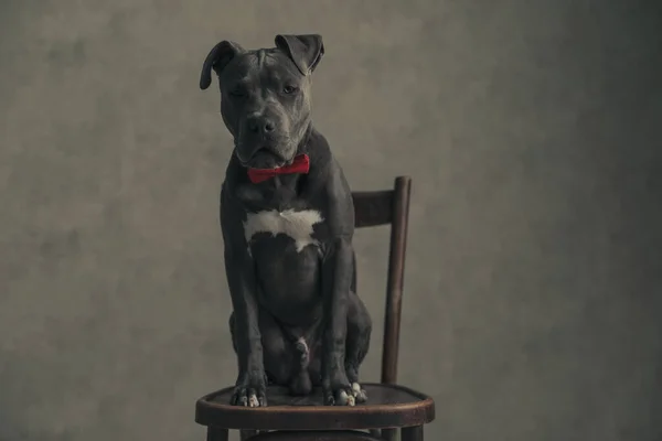 American Staffordshire Terrier Cane Sente Esausto Una Lunga Giornata Seduto — Foto Stock