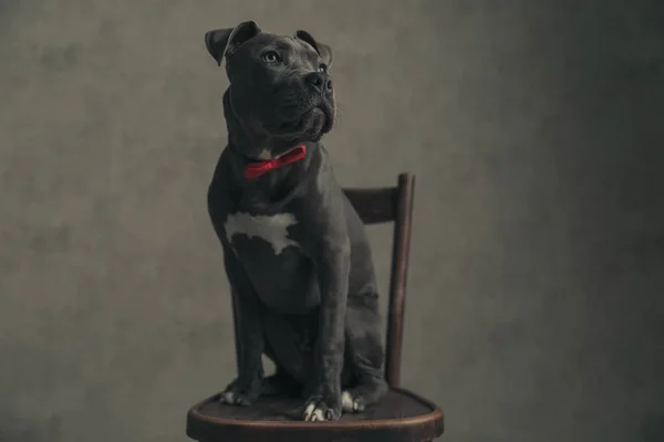 アメリカン スタッフォードシャー テリアの犬はしっかりとした姿勢でポーズをとっており 赤い蝶ネクタイをして灰色の壁紙に座っています — ストック写真