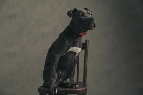American Staffordshire Terrier Σκυλί Κοιτάζει Τον Ιδιοκτήτη Του Ελπίζοντας Για — Φωτογραφία Αρχείου