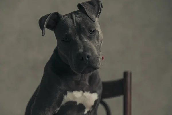 Sweet American Staffordshire Terrier Dog Feeling Bored Sitting Gray Wallpaper — 图库照片