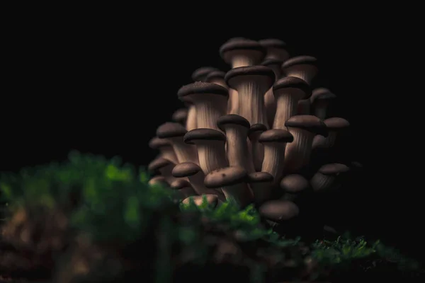 Gesunde Mahlzeit Aus Schmackhaften Pilzen Auf Erdmoos Fertig Zum Kochen — Stockfoto