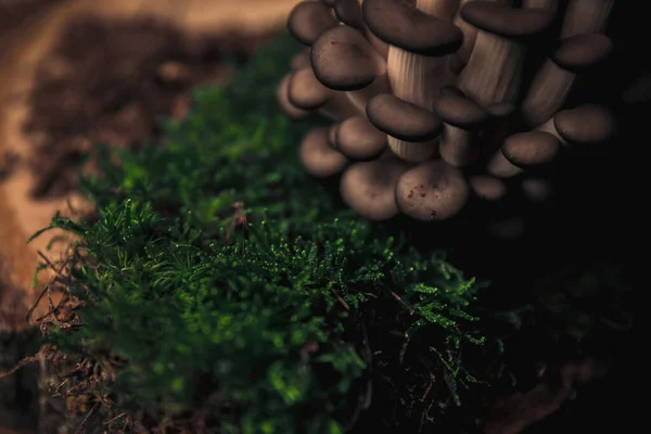 Closeup Picture Mushrooms Top Wooden Chopping Board Next Earth Moss — Φωτογραφία Αρχείου