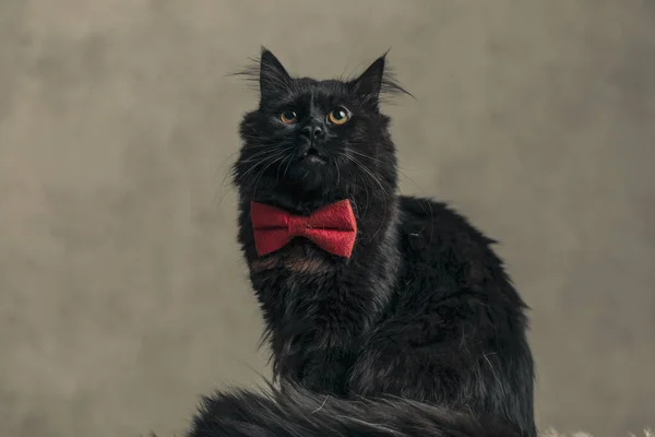 Słodki Metis Kot Czarny Futro Jest Rozpraszany Przez Coś Nad — Zdjęcie stockowe