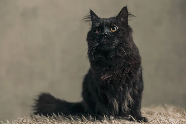 Sweet Metis Cat Black Fur Looking Away Sitting Rug Wallpaper — Photo