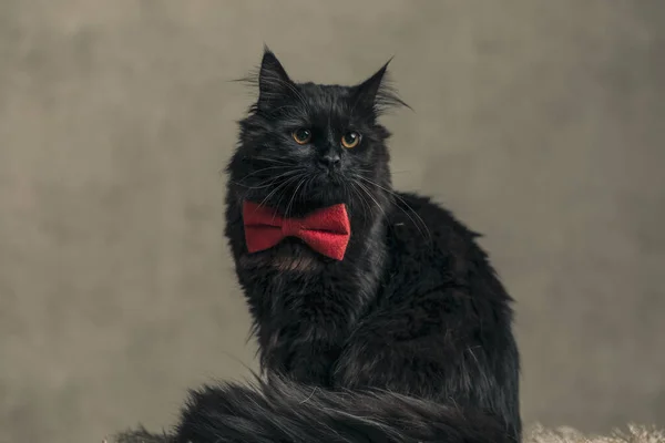 Cute Metis Cat Black Fur Looking Away Wearing Red Bowtie — Foto Stock