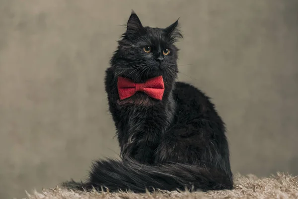 Elegancki Metis Kot Czarnym Futerkiem Szyi Czerwoną Muszkę Tapetę — Zdjęcie stockowe