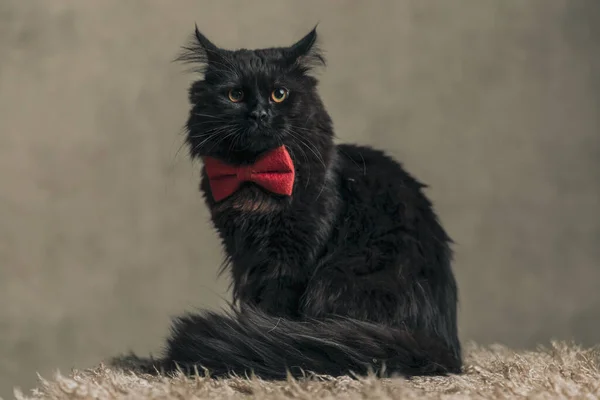 Beautiful Metis Cat Black Fur Looking Away Wearing Red Bowtie — Foto Stock