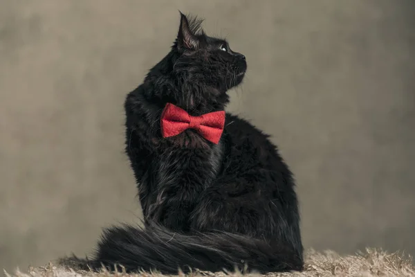 Little Metis Cat Black Fur Looking Side Wearing Red Bowtie — Photo
