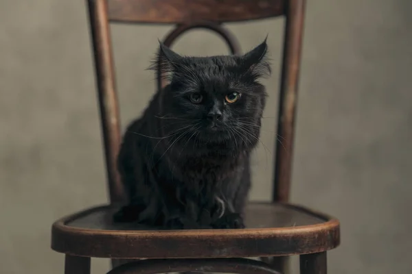 Mooie Metis Kat Met Zwarte Vacht Bereidt Zich Voor Een — Stockfoto