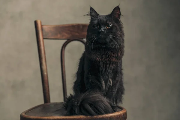 可爱的黑毛猫对她在壁纸上看到的东西感到震惊 — 图库照片