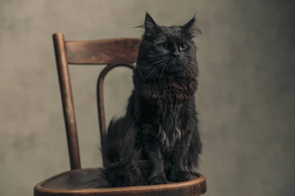 一只长着黑色毛皮的可爱猫 当它回头看的时候 坐在靠墙纸的长椅上 是很严肃的 — 图库照片