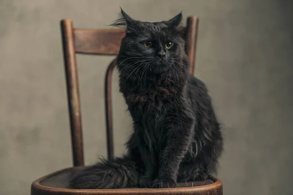 Adorable Metis Kot Czarnym Futerkiem Odwraca Wzrok Pozowanie Drewnianym Krześle — Zdjęcie stockowe